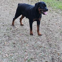 Xena - Rottweiler