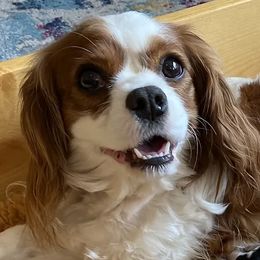 Daisy - Cavalier King Charles Spaniel