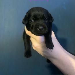 Labrador Retriever Puppies from Shadows Lovely Kennel