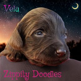 Girl 1 - female Goldendoodle puppy in Golden, Colorado from Zippity Doodles