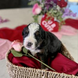 Blue Collar - Tri-color male Bernedoodle puppy in Indiahoma, Oklahoma from Farm Fresh Doodles