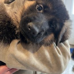 Hydra Whiskey Starry Night (Miss Spring Green) - Black and red female German Shepherd puppy in Purcellville, Virginia from Starry Night German Shepherd Dogs