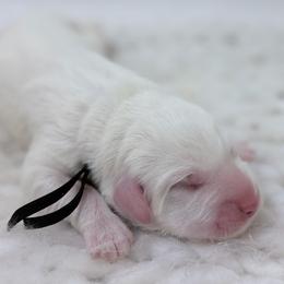 Roy - black collar - White male Great Pyrenees puppy in San Marcos, California from Faith Family Freedom Farm