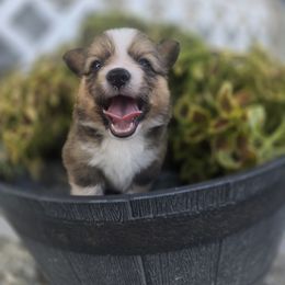 Zara (FLUFFY) - Sable female Pembroke Welsh Corgi puppy in Valley, Washington from Enchanted Valley Paws