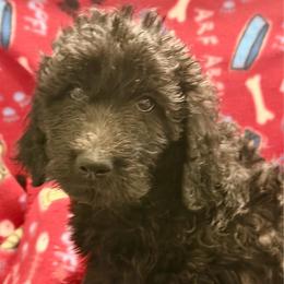 Isaac- Orange collar - Black male Goldendoodle puppy in Van Buren, Missouri from Jami’s Goldendoodles & Poodles