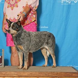 Vixen - Australian Cattle Dog