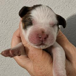 Anastasia - Liver white and roan female English Springer Spaniel puppy in Fort White, Florida from Thunderbird Springers
