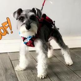 Miniature Schnauzers and Pomeranians from Goulden_Pups