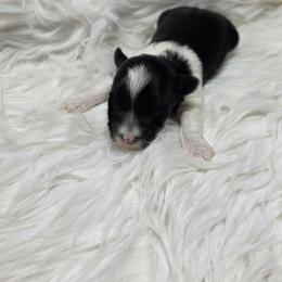 Alexandra - Parti female Yorkshire Terrier puppy in Belpre, Ohio from Blackwoods Yorkies