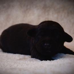 Labrador Retriever Puppies from R Little Retrievers