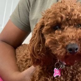 Goldendoodles from Jireh Doodle Farm