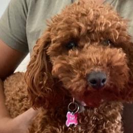 Goldendoodles from Jireh Doodle Farm
