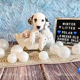 Polar - White and black male Dalmatian puppy in Joshua, Texas from Rainier DALS LUA Dalmatians