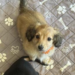 Crème Brûlée (Brie) (orange collar) - Cream female Dachshund puppy in Shawnee, Oklahoma from Magic Eagle Miniature Dachshunds