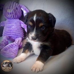 Cosmo - Black tri male Toy Australian Shepherd puppy in Humansville, Missouri from Tater Tot aussies