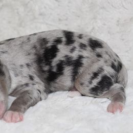 Joey - Blue merle Miniature Australian Shepherd puppy in Paris, Texas from Kuttin’ Up Mini Aussies