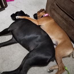Boxer and Miniature Pinscher All Grown Up from Pike's Pups