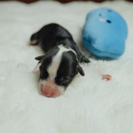 Scully - Black and tan male Pembroke Welsh Corgi puppy in Adairsville, Georgia from R&R Corgis