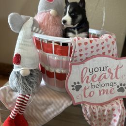 Finnigan - Black and white Siberian Husky puppy in Wellington, Colorado from Husky Acres