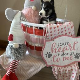 Finnigan - Black and white Siberian Husky puppy in Wellington, Colorado from Husky Acres