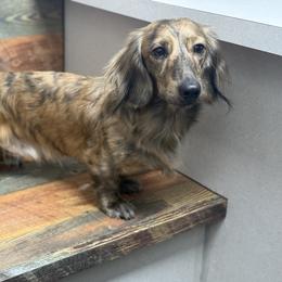 Ace - Dachshund
