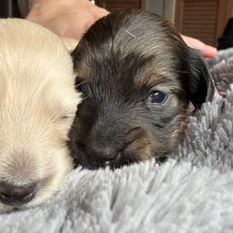 Dachshund Puppies from Seaside Doxies