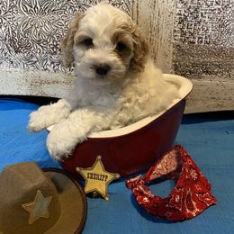 Cockapoo Puppies from Country J Canines