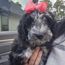 Goldendoodle Puppies from Goldendoodles of NE OK