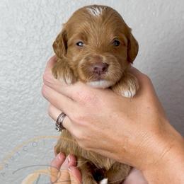 Daisy - Apricot female Goldendoodle puppy in Murrieta, California from Apricot Poodles & Goldendoodles, LLC