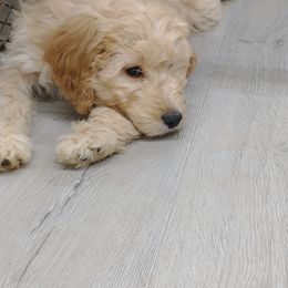 Goldendoodle and Poodle Puppies from KB Doodles