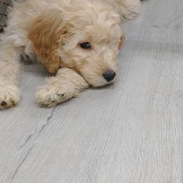 Goldendoodle and Poodle Puppies from KB Doodles