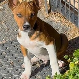 Male 3 - Red white and sable male Rat Terrier puppy in Denver, Colorado from K2 RAT TERRIERS (COLORADO)