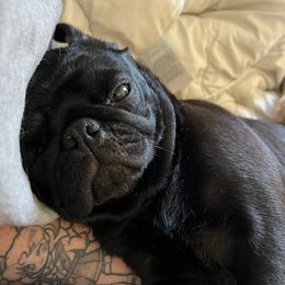 Petunia - Pug