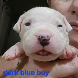 Boy 3 -dark blue boy - White male Dogo Argentino puppy in Blythe, California from Dogos del Gran Reino