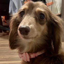 Chihuahuas and Dachshunds from Bartelt Breeders