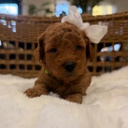 Orchid lime green collar - Red  female Goldendoodle puppy in Shingle Springs, California from Creamy Retrievers