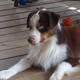 Justice - Miniature Australian Shepherd