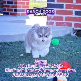 Janay - Blue female Pomsky puppy in Humeston, Iowa from M.A.R. Dogs