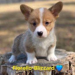 E8 - Red male Pembroke Welsh Corgi puppy in Jacksonville, Texas from ArmnalegRanch LLC