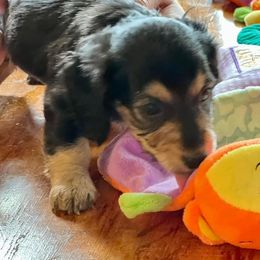 Dachshund Puppies from GypsyDox