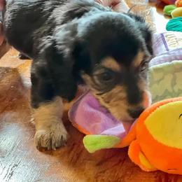 Dachshund Puppies from GypsyDox