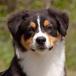 Australian Shepherds from Dove Creek Aussies