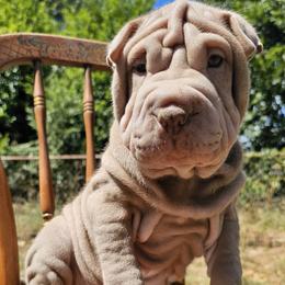 Chinese Shar-Pei Puppies from Zoey's Waggly Tails