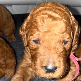 Pink - Red  female Poodle puppy in Keedysville, Maryland from Sunshine Red Standard Poodles