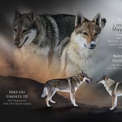 Kacija - Czechoslovakian Vlcak