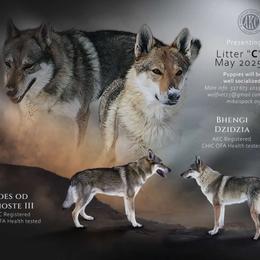 Kacija - Czechoslovakian Vlcak