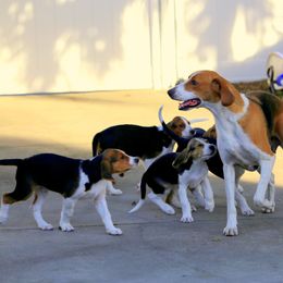 American Foxhound and American Staffordshire Terrier Puppies from Whitlow Kennel
