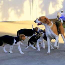 American Foxhound and American Staffordshire Terrier Puppies from Whitlow Kennel