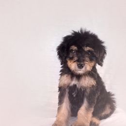 Bernedoodle and Aussiedoodle Puppies from Lillybee