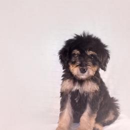 Bernedoodle and Aussiedoodle Puppies from Lillybee